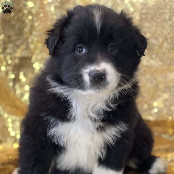 Leigh, Australian Shepherd Puppy